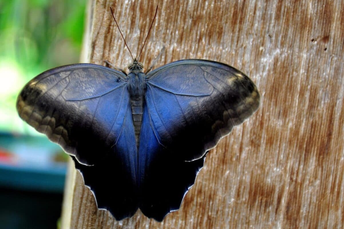 papillon