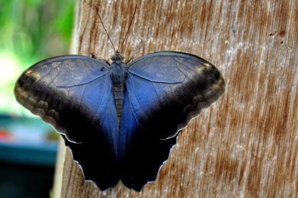 papillon