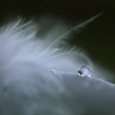 plume